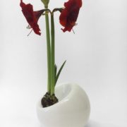 bulb-flower