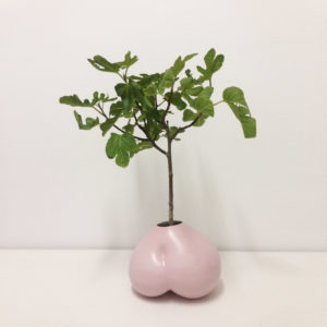 Gluteus pink with fig