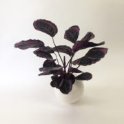 purple plant low